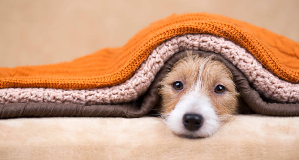 istock Cute pet dog puppy looking from blankets 1294907135