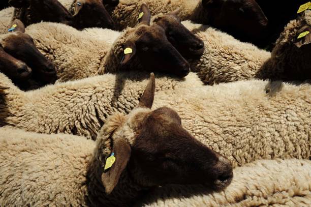 istock a grazing flock of sheep 1294907807