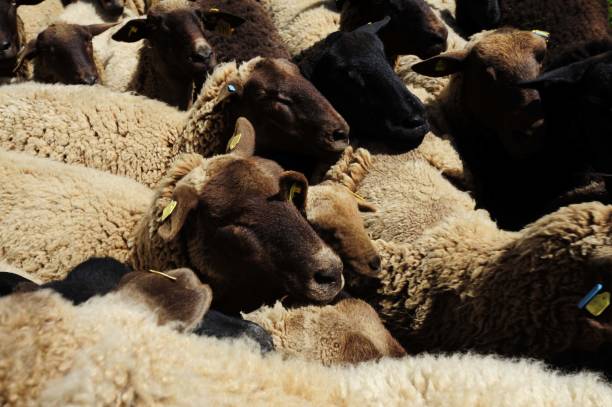 istock a grazing flock of sheep 1294907847