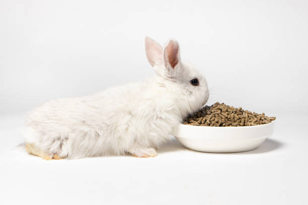 istock A small white rabbit eats feed on a white background. Balanced food for pets, pet food store compound feed 1294911155