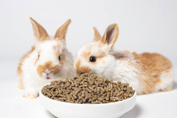 2匹の白い小さなウサギは、白い背景のプレートから飼料を食べます。国内および肉ウサギのための食品。コンパウンドフィード、ペットショップ