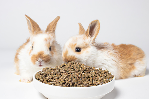 Pet food for rabbits