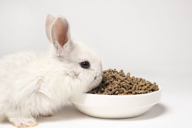 istock A small white rabbit eats feed on a white background. Balanced food for pets, pet food store compound feed 1294911211