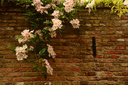Blooming pink Clematis montana( climbing plant)  in front of a brick wall.