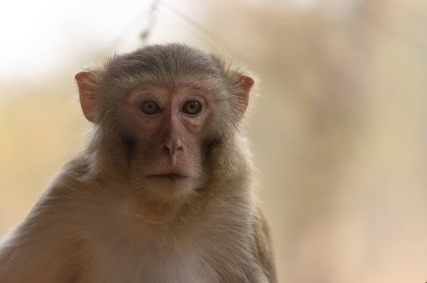Rhesus macaque (Macaca mulatta) or Indian Monkey in forest sitting on tree.