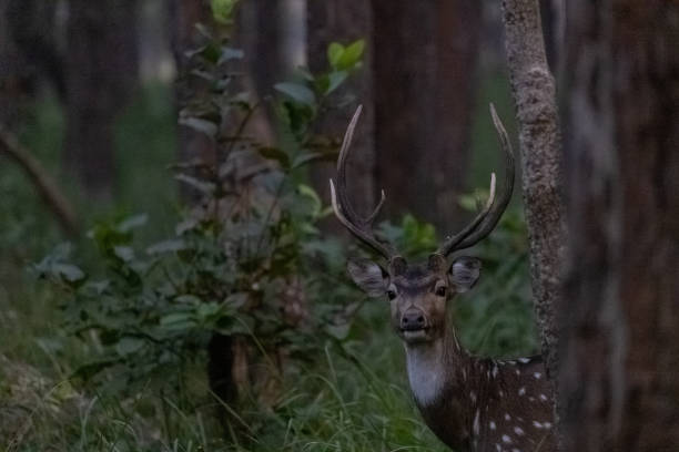 istock Spotted Deer or Chital (Axis axis) in jungle 1294913532
