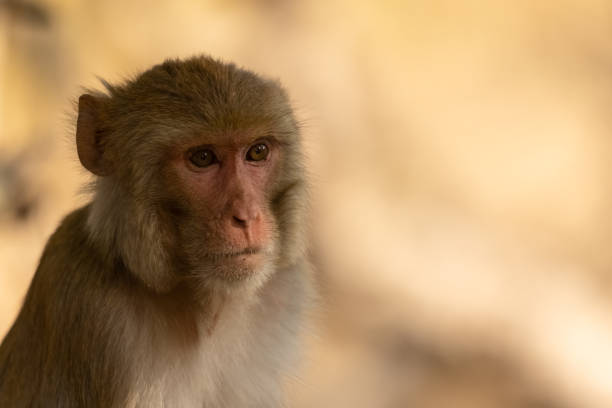 Rhesus macaque (Macaca mulatta) or Indian Monkey in forest sitting on tree.