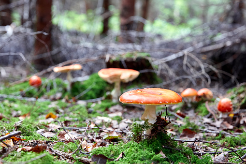 Morning overcast daylight image of a group of fly agaric on a forest floor in autumn.