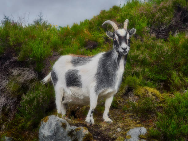 istock Goat portrait, Norway, goat posing for pictures 1294917771