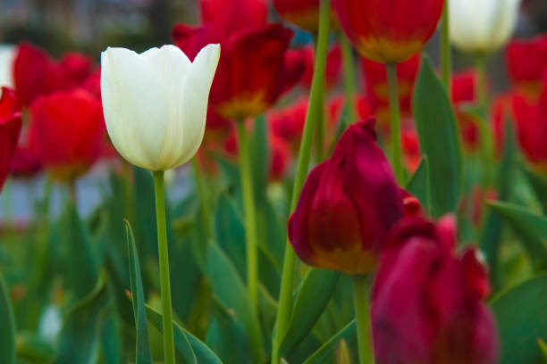 istock Colorful tulips in the garden 1294917856