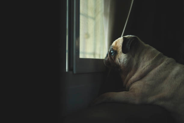 istock Cute little pug dog looking out a window with evening light illuminating his face. Feeling sad and missing owner 1294920346