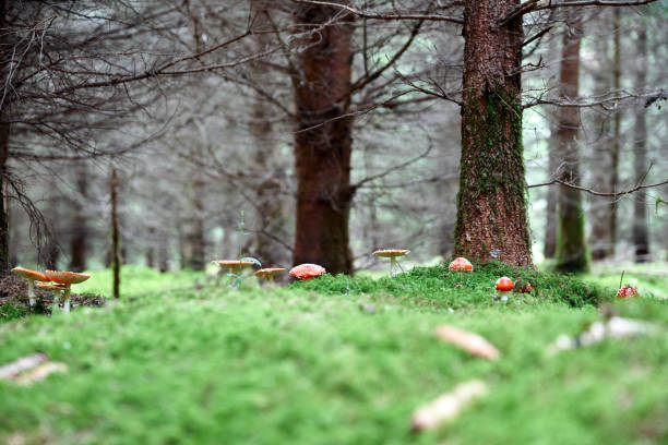 아마니타 무스카리아 가족 - magic mushroom moss autumn outdoors 뉴스 사진 이미지