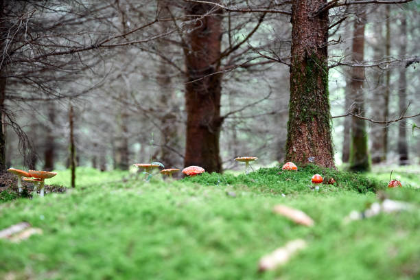 Family of Amanita muscaria Morning overcast daylight image of a family of fly agaric on a forest floor in autumn. forest floor stock pictures, royalty-free photos & images