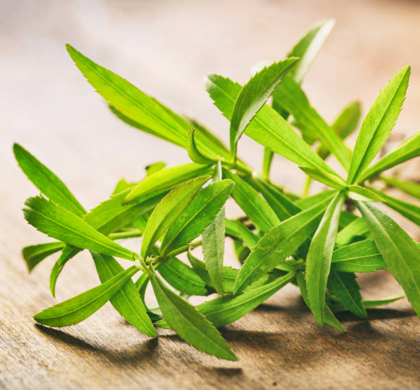 fresh tarragon plant leaves on wooden background. - tarragon close up herb bunch imagens e fotografias de stock