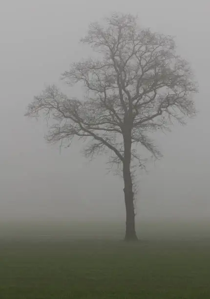 Tree contour in the fog in the winter in the Netherlands