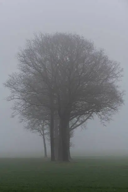Tree contours in the fog in the winter in the Netherlands