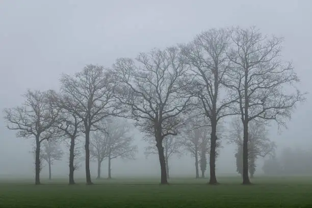 Tree contours in the fog in the winter in the Netherlands