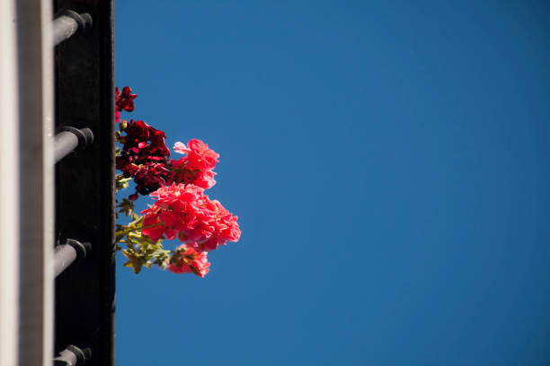 Low angle view of red geranium flowers, cast iron balcony in Spain. Clear blue sky background. Copy space on the right. Horizontal view with selective focus.