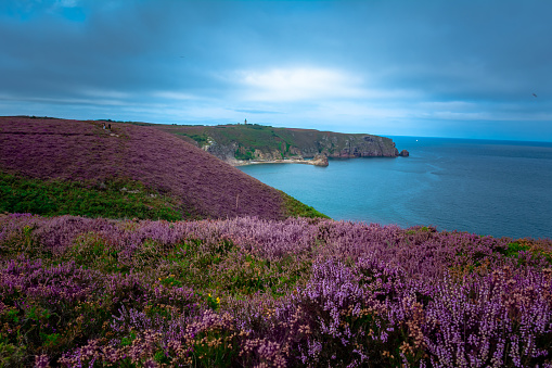 Heather landscape in bloom near the french coast line in Brittany, Cap Frehel Dinan