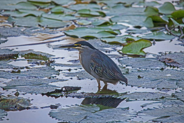 istock Green-backed Heron, Butorides striata 10839 1294926636
