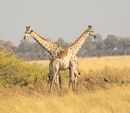 Taken in the Okavango Delta