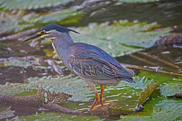 istock Green-backed Heron, Butorides striata 10851 1294926710