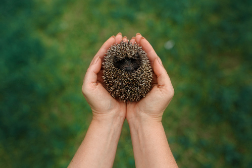 High angle view of woman holding cute hedgehog in her palms in the forest in Romania
