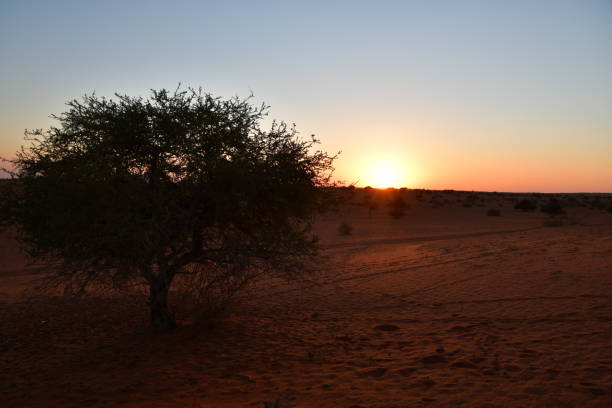 istock Sunset in the desert near a tree 1294928057