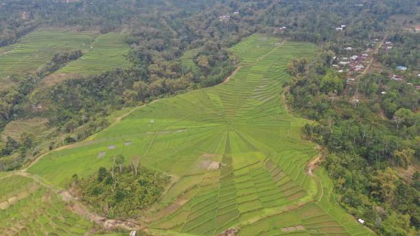 istock Spiderweb rice fields in indonesia. Most unique rice fields in the world. 1294929263