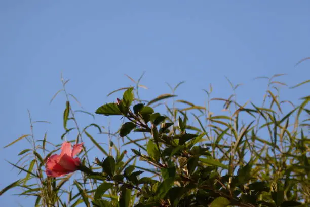 Azalea flower in the blue sky