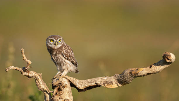 istock Little owl Athene noctua on a beautiful background 1294932167