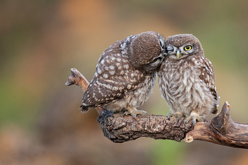 Two little owl Athene noctua on a beautiful background.