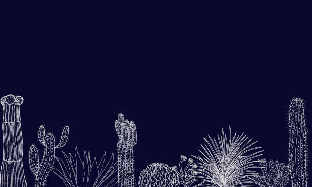ilustraciones, imágenes clip art, dibujos animados e iconos de stock de cartel con cactus y suculentas sobre un fondo oscuro. ornamento en estilo de boceto. - ornamental garden plant tropical climate desert