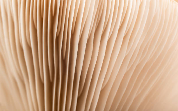 istock abstract macro nature design background mushroom 1294932378