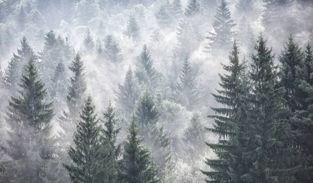 istock Spooky but beautiful atmosphere in the forest 1294933090