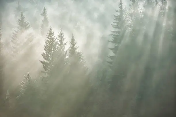 Photo of Idyllic light coming through the trees