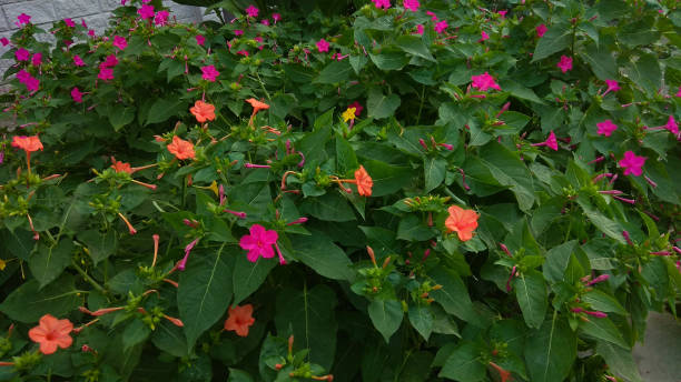 Mirabilis opened and closed, pink and orange flowers contrasting with heart-shaped, dark green leaves on bushy plants, growing in a flower bed. Marvel of Peru funnel-shaped, plain orange and magenta flowers opening in the evening.
Orange and magenta four o'clocks flowers against the dense, dark green foliage of prolific bushy plants. mirabilis jalapa stock pictures, royalty-free photos & images