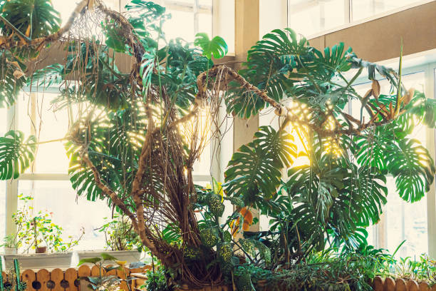 Very big and high plant against window with winter's sun. Beautiful green plant for room decoration.