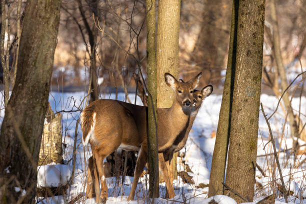 istock White-tailed deer in state park in Wisconsin 1294934272