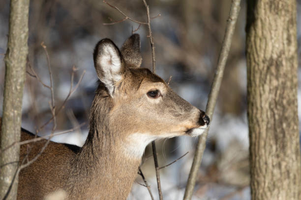 istock White-tailed deer in state park in Wisconsin 1294934333