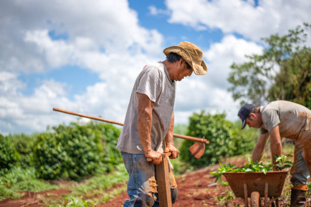 istock Farmers planting coffee. 1294935244