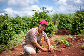 コーヒーを植える農家の女性。