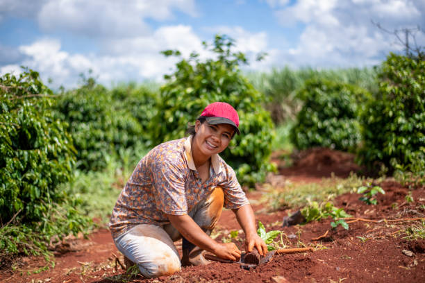 Farmer woman planting coffee. stock photo