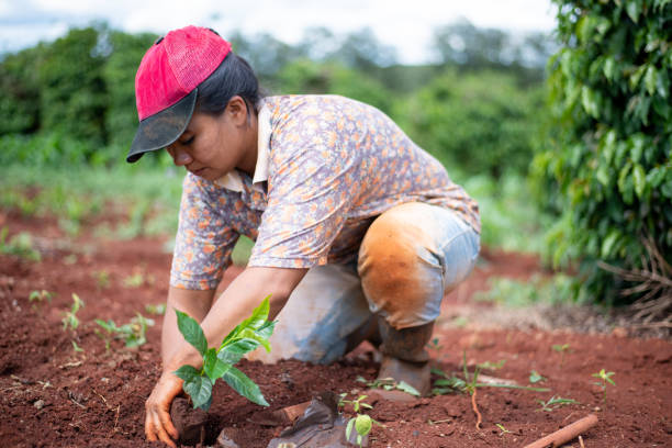 istock Farmer woman planting coffee. 1294935385