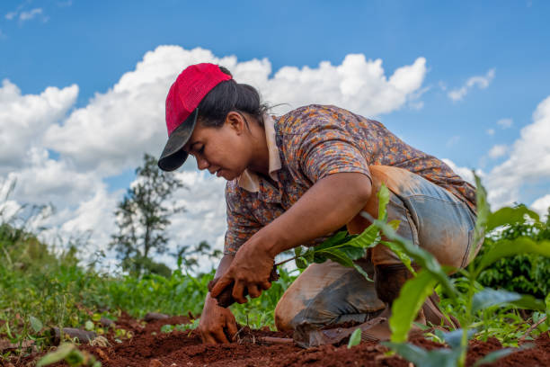 istock Farmer woman planting coffee. 1294935429