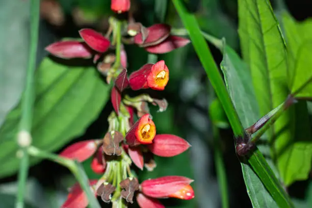 Thunbergia mysorensis or Mysore trumpetvine gate flower