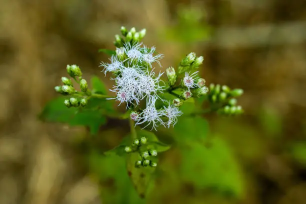 Christmasbush or Chromolaena odorata from Compositae family flower