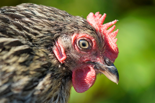 Portrait of a rooster on a farm. Close-up.