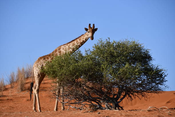 istock Giraffe in the desert 1294938884