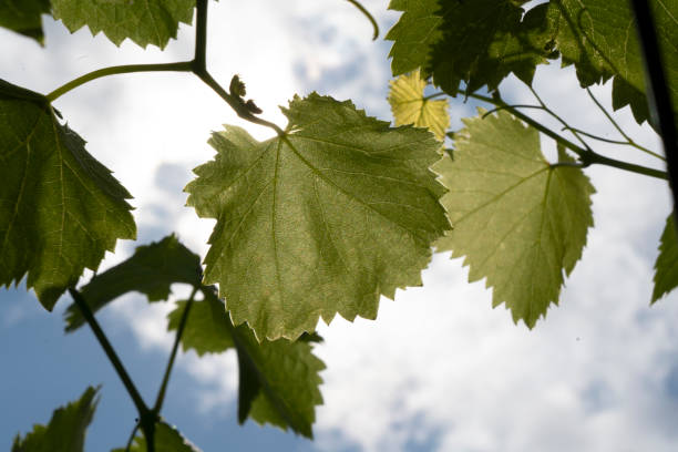 istock Wine leaves against the sun 1294938887